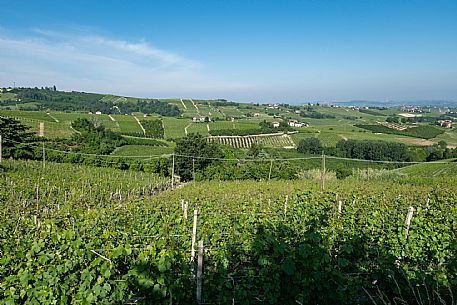 Langa del Moscato Landscape 